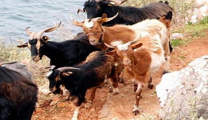 Άδεια διατήρησης κτηνοτροφικών εγκαταστάσεων- Αιτήσεις έως 31-12-2020