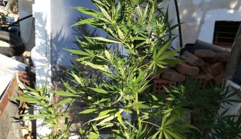Συνελήφθησαν στην Κάλυμνο 3 άτομα εμπλεκόμενοι σε υποθέσεις ναρκωτικών