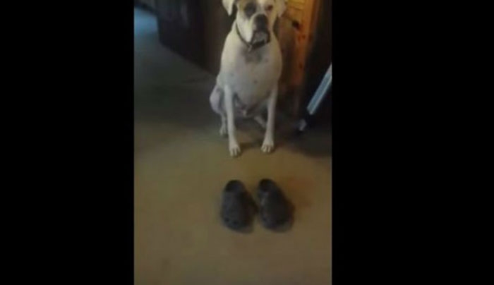 Αυτός ο σκύλος προτίμησε να μην δαγκώσει τα παπούτσια, αλλά να κάνει κάτι άλλο... (Βίντεο)
