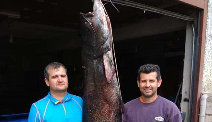 Εντυπωσιακό: Γουλιανό 84 κιλών έβγαλε ψαράς στη λίμνη Πολυφύτου!