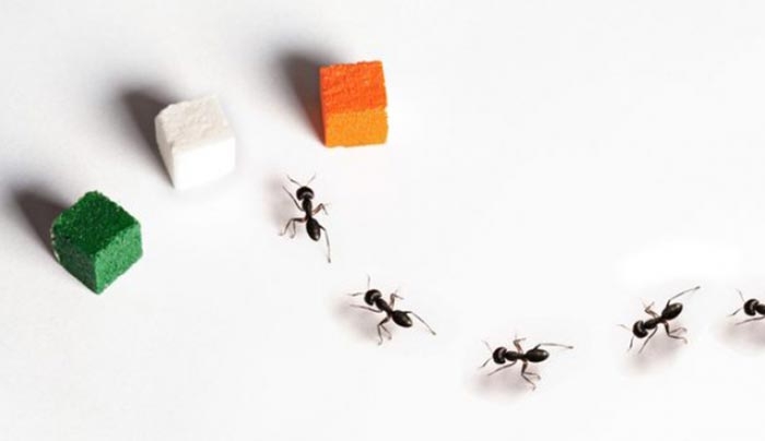 Μυρμήγκια στο σπίτι; Τα 6 eco tips για να μην ξανάρθουν