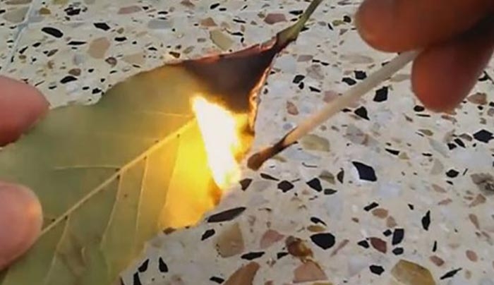 Αν καις ένα φύλλο δάφνης την ημέρα τότε θα έχεις λιγότερο...