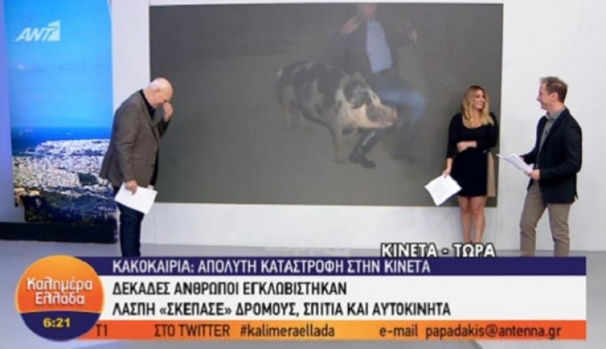 Θηλυκό γουρούνι κυνηγούσε τον ρεπόρτερ του Παπαδάκη! Τον δάγκωσε! Ούρλιαζε στον αέρα!