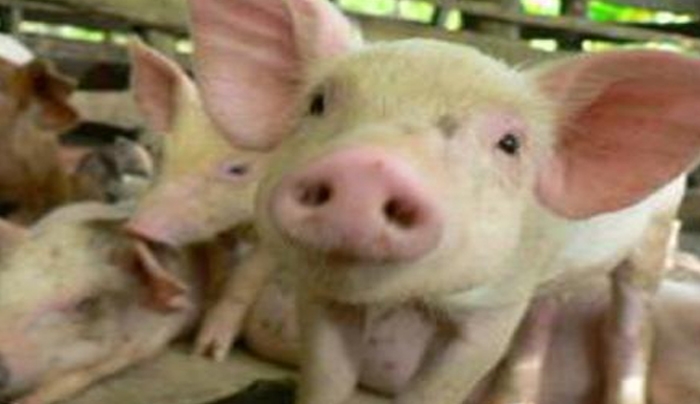 Επιστήμονες δημιούργησαν γουρούνι - τέρας που είναι κατά 0,001%... άνθρωπος! (βίντεο)