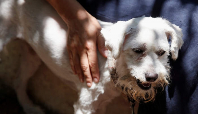 Ο Λουκουμάκης έγινε… viral: Παγκόσμια συγκίνηση για τον σκύλο που βρέθηκε σε φούρνο και επιβίωσε από την πυρκαγιά