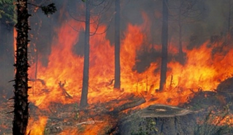 Τηλεοπτικό κοινωνικό μήνυμα για δασικές πυρκαγιές (βίντεο)