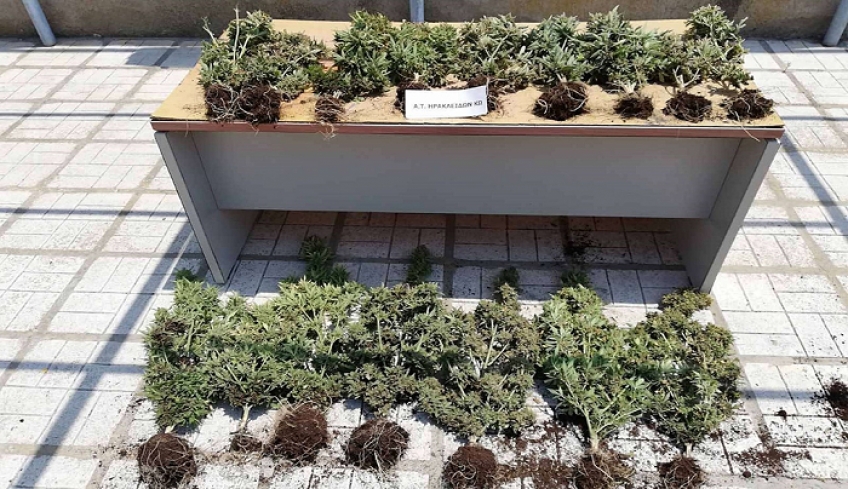 Συνελήφθη 60χρονος για καλλιέργεια κάνναβης στην Κω