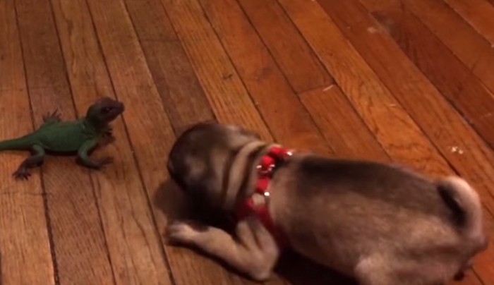 Όταν οι σκύλοι σκαλώνουν με τα πιο άκυρα πράγματα (Βίντεο)