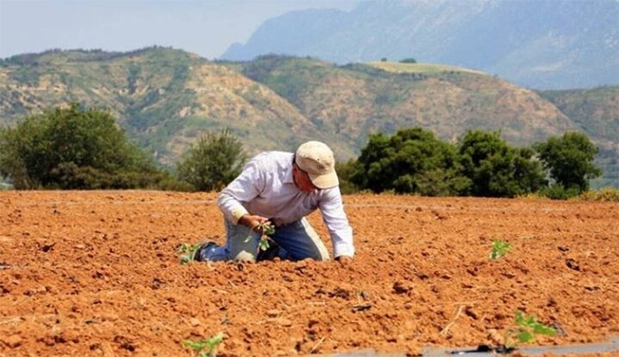 Κρήτη: Τους υπόσχονταν εκατομμύρια – Αυτή η παραγωγή όμως κατέστρεψε τους αγρότες