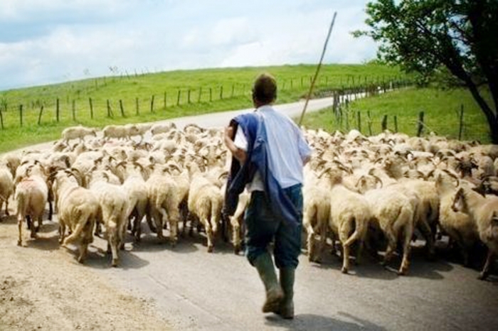 Μέχρι 12 Δεκεμβρίου οι κτηνοτρόφοι πρέπει να έχουν επαγγελματικούς λογαριασμούς, αλλιώς έρχονται πρόστιμα