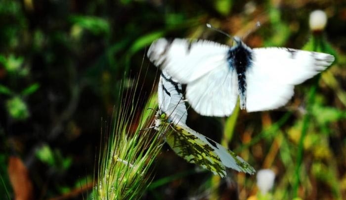 Ρόδος: Μια ξεχωριστή ανακάλυψη στην Κοιλάδα των Πεταλούδων! [pic]