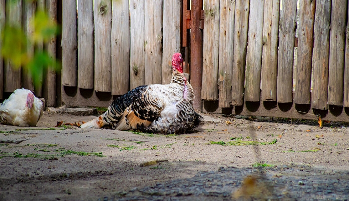 Πολωνία: Κρούσματα γρίπης των πτηνών σε γαλοπούλες- Συναγερμός στις υγειονομικές αρχές