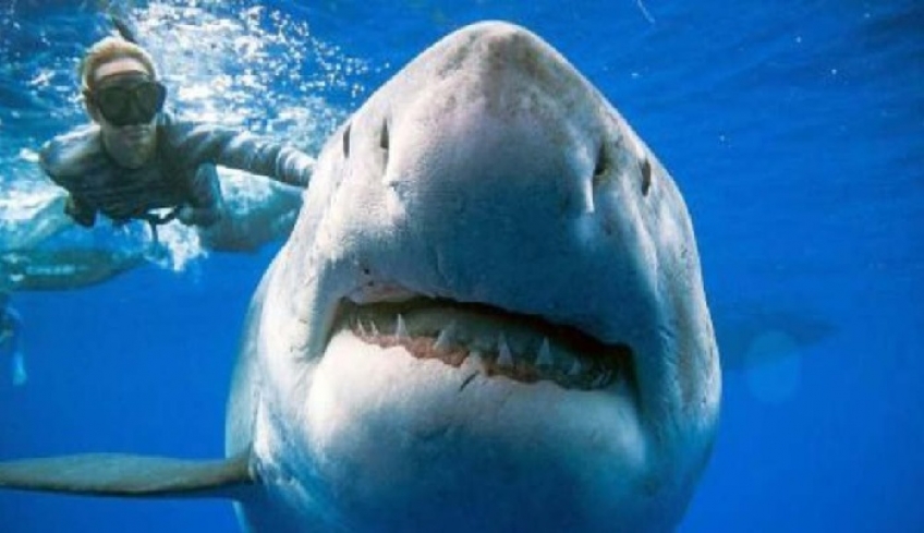 Δύτες κολύμπησαν δίπλα στον μεγαλύτερο λευκό καρχαρία που έχει θεαθεί ποτέ [βίντεο]