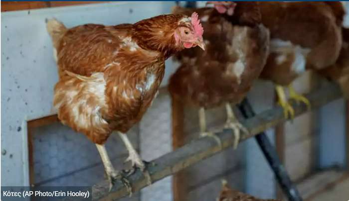 Ραγδαία εξάπλωση της γρίπης των πτηνών: Ποια ζώα ευθύνονται για τη μετάδοση - Θα ξεκινήσουν εμβολιασμοί;