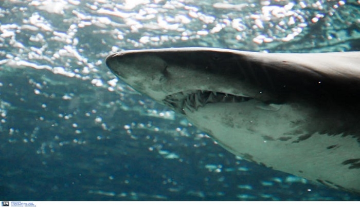 Ποιοι καρχαρίες ζουν στις ελληνικές θάλασσες, που βρίσκονται και πόσο μας απειλούν