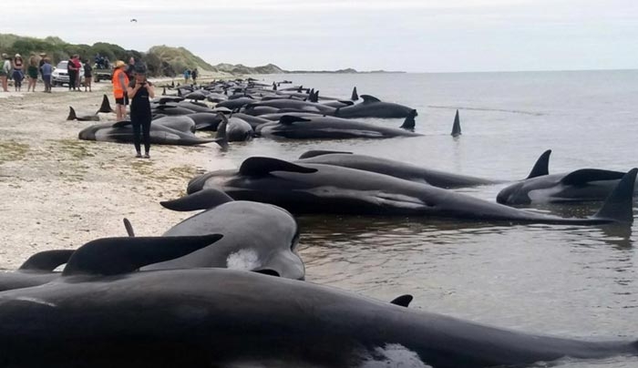 Εκατοντάδες φάλαινες νεκρές σε παραλία στη Νέα Ζηλανδία [photos]