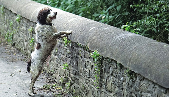 Μυστήριο! Γιατί έπεσαν 560 σκύλοι από τη γέφυρα;