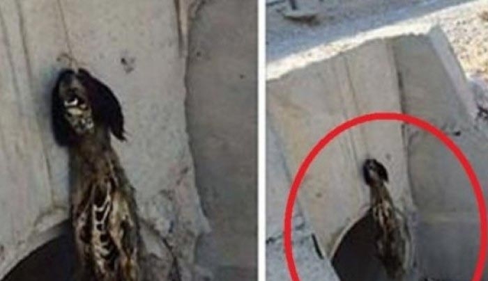 Φρίκη στην Κάλυμνο - Κρέμασαν σκυλί και το άφησαν να πεθάνει