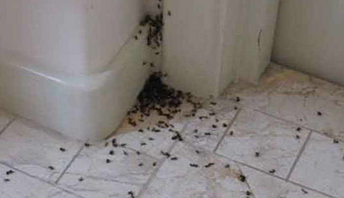 ΤΕΛΟΣ τα μυρμήγκια στο σπίτι!