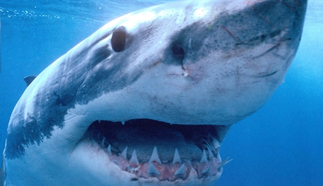 Νέα επίθεση καρχαρία - Νεκρός 40χρονος