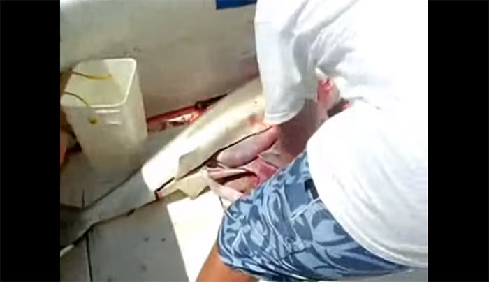 Δολοφόνησαν έναν καρχαρία το αποτέλεσμα σοκαριστικό!! -Αντέχετε; (Video)