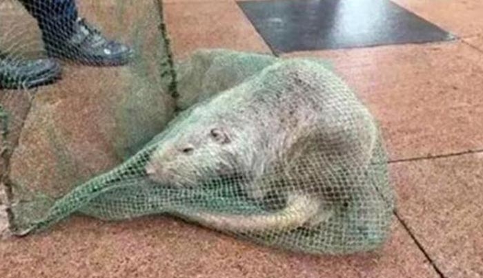 Αρουραίος-τέρας βρέθηκε σε πανεπιστήμιο στην Κίνα - Ζυγίζει 10 κιλά!(Photos)