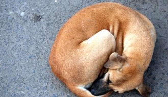 Βάναυση κακοποίηση σκύλου σε περιοχή της Άρτας