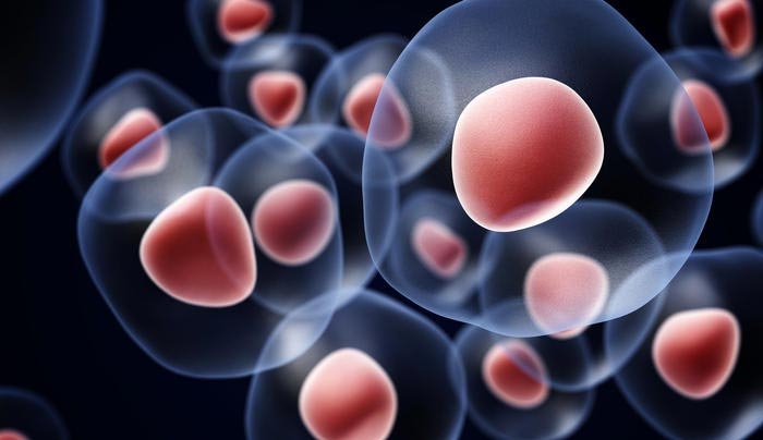 ΣΠΟΥΔΑΙΑ ΝΕΑ: Πρώτη φορά ανθρώπινα βλαστοκύτταρα με μισό γονιδίωμα