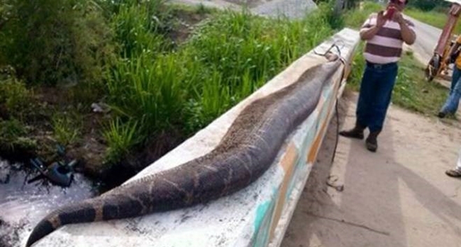 Σκότωσαν φίδι μήκους 7,5 μέτρων!