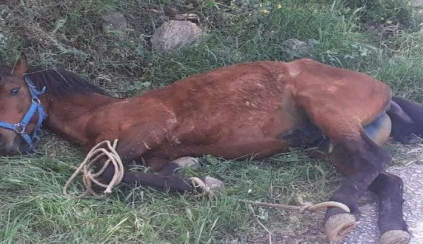 Εικόνες ντροπής στη Τζια: Άλογο παστουρωμένο «κρεμάστηκε» σε πλαγιά λόγω εξάντλησης