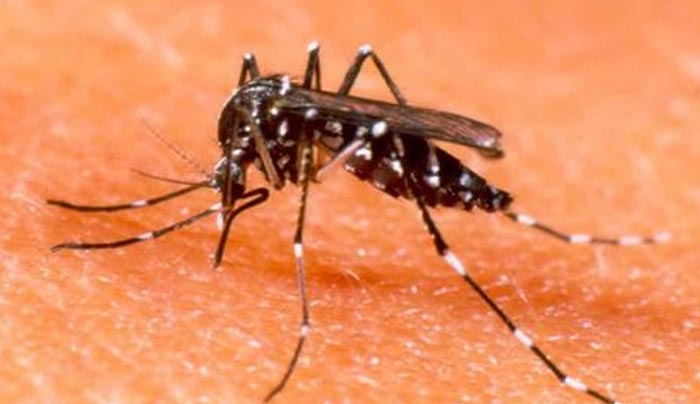 Ανακάλυψαν τον μηχανισμό που κάνει τα κουνούπια ανθεκτικά στα εντομοκτόνα