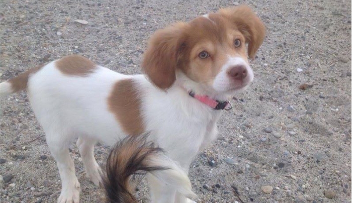 ΠΡΟΣΟΧΗ: Χάθηκε το εικονιζόμενο σκυλάκι στην περιοχή της Λάμπης!