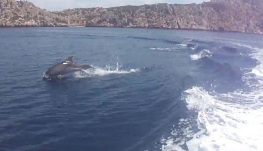 Παίζοντας με τα δελφίνια στον Κορινθιακό! Μοναδικές εικόνες – video