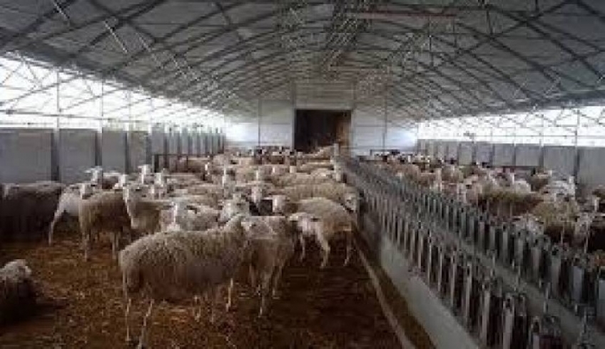 Διεύθυνση Αγροτικής Οικονομίας Δωδεκανήσου: Έως 30-6-2019 οι αιτήσεις για την άδεια διατήρησης κτηνοτροφικών εγκαταστάσεων