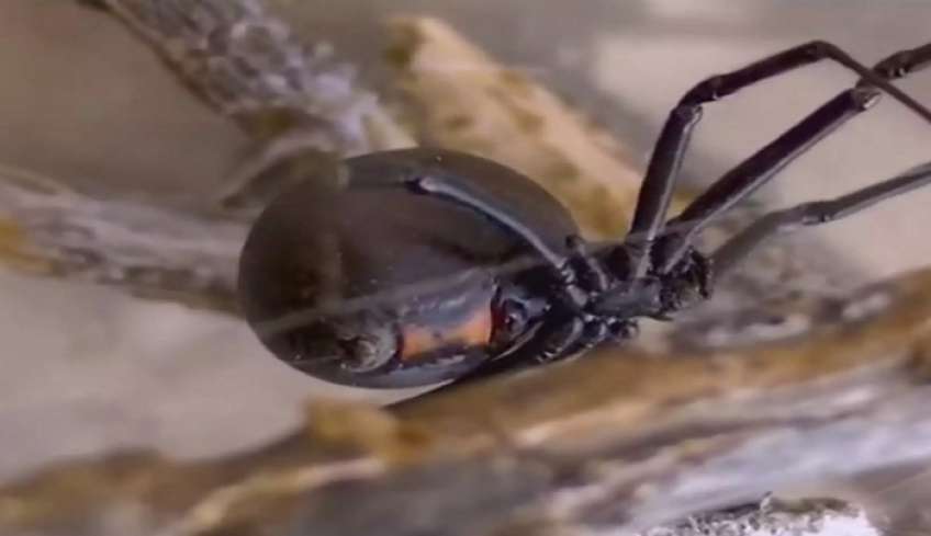 Πάτρα: Ποια είναι η αράχνη μαύρη χήρα που παραλίγο να σκοτώσει 36χρονο από το Αίγιο – Θρίλερ για να σωθεί