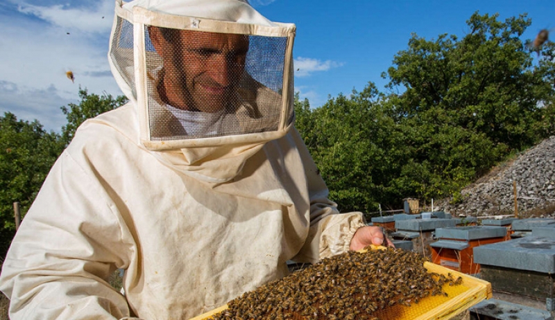 Από τις τράπεζες στα… μελίσσια: Αντιεξουσιαστής εξολόθρευσε 55 εκατ. μέλισσες!