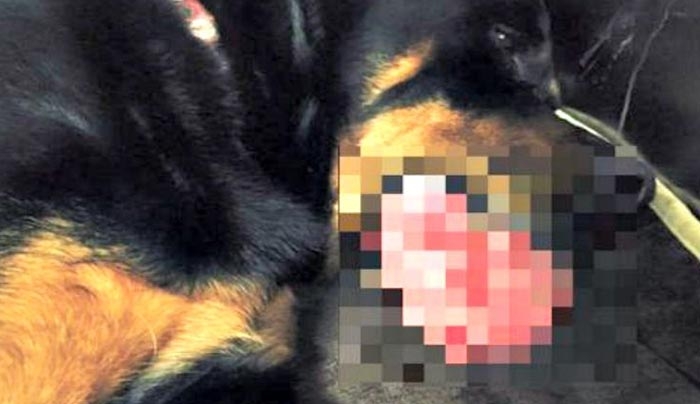 Aν δεις αυτό στη γλώσσα του σκύλου σου τρέξε αμέσως στον κτηνίατρο!