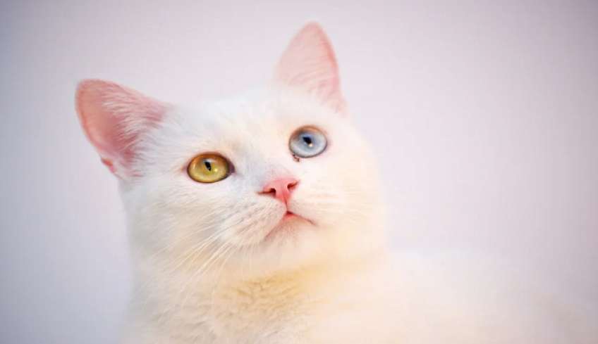 Νέα κτηνωδία αυτή τη φορά στον Άγιο Δημήτριο: Γάτα βρέθηκε απαγχονισμένη με αυτοσχέδια θηλιά