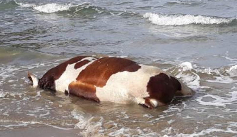 Μυστήριο με αγελάδες και ταύρους που ξεβράζει η θάλασσα σε νησιά των Κυκλάδων [εικόνες]