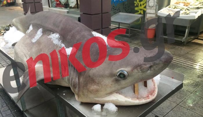 Ένας καρχαρίας 4 μέτρα στο Μαρούσι – ΦΩΤΟ