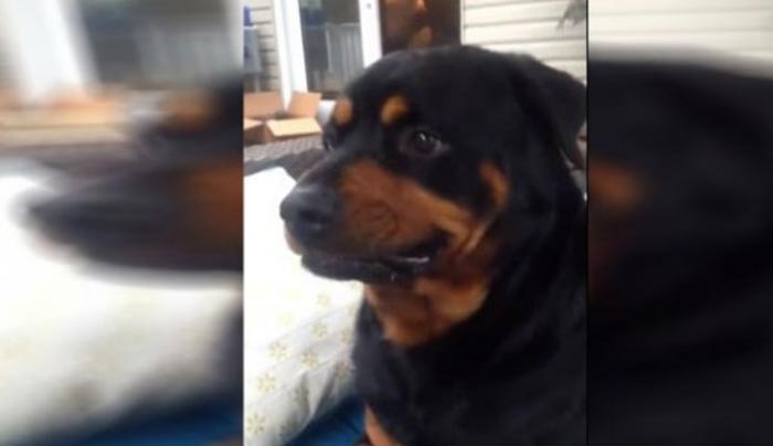 Ο σκύλος που γνωρίζει από υποκριτική - Δείτε πως αλλάζει μορφασμούς στο πρόσωπο του! (Βίντεο)