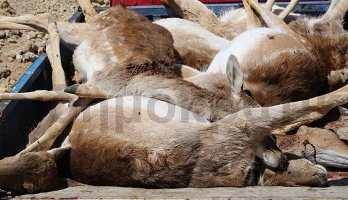 Θλίψη και οργή-Σκυλιά θανάτωσαν 7 ελάφια στο Ροδίνι