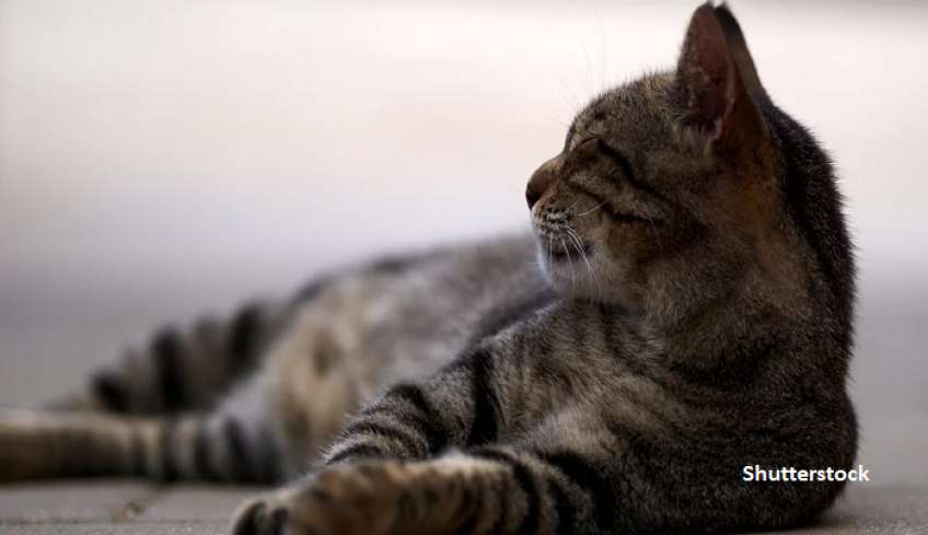 Φρίκη στον Κορυδαλλό: Ασυνείδητος κακοποιεί και βασανίζει αδέσποτα ζώα -Σκότωσε γάτα με αεροβόλο