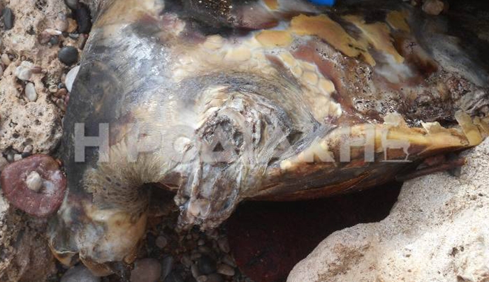Ρόδος: Νεκρή θαλάσσια χελώνα σε παραλία του Αρχαγγέλου