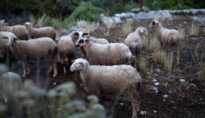 Ευλογιά προβάτων: Νέα κρούσματα στη Λάρισα - Σε καραντίνα ο νομός