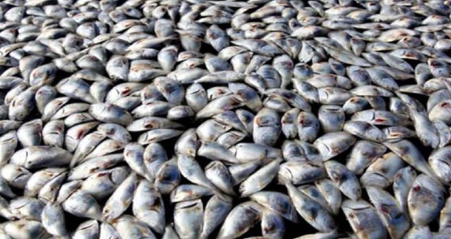 Χιλιάδες νεκρά ψάρια στη Σάμο