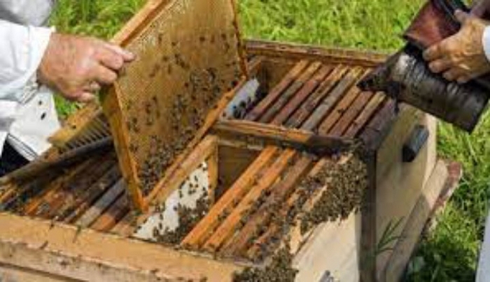 Στη Βουλή τα προβλήματα των μελισσοκόμων της Δωδεκανήσου