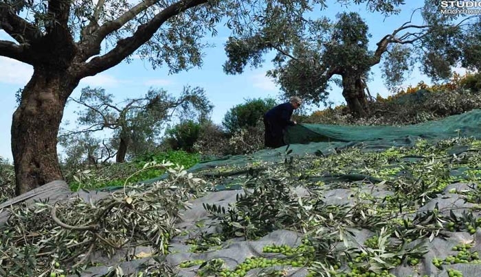 Το Μάζεμα της Ελιάς από το Σβουρένειο ΚΔΑΠ ΜΕΑ Κω