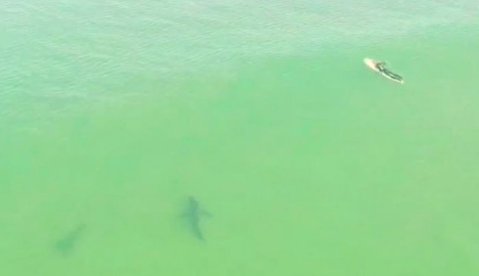 Έκαναν σερφ δίπλα στον πιο επικίνδυνο καρχαρία και δεν είχαν πάρει χαμπάρι! (Βίντεο)