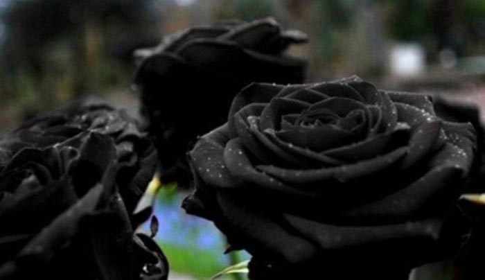 Tο χωριό όπου φυτρώνουν τα σπάνια μαύρα τριαντάφυλλα!